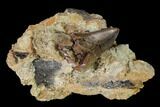 Serrated Tyrannosaur Tooth in Rock - Judith River Formation #150770-3